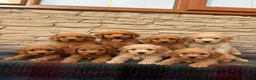 Cockapoo dogs for sale: F1 Cockapoos (council licensed breeder  - Advert 1