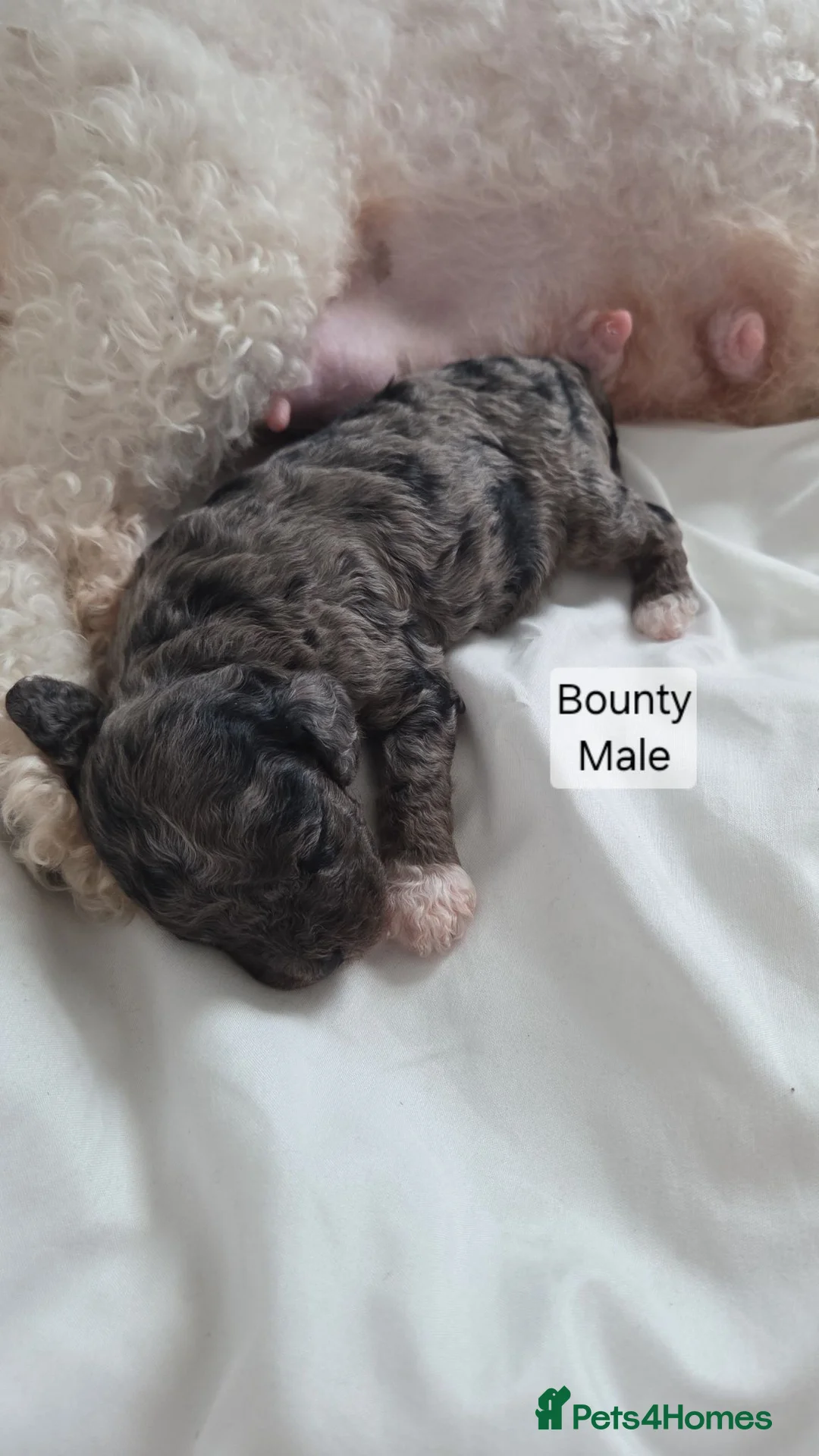 Mixed Breed dogs for sale: Beautiful cavachon x cockapoo puppies for sale - Advert 2