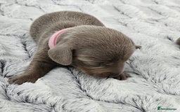 Miniature Dachshund dogs for sale: Isabella and tan miniature dachshunds - Image 5