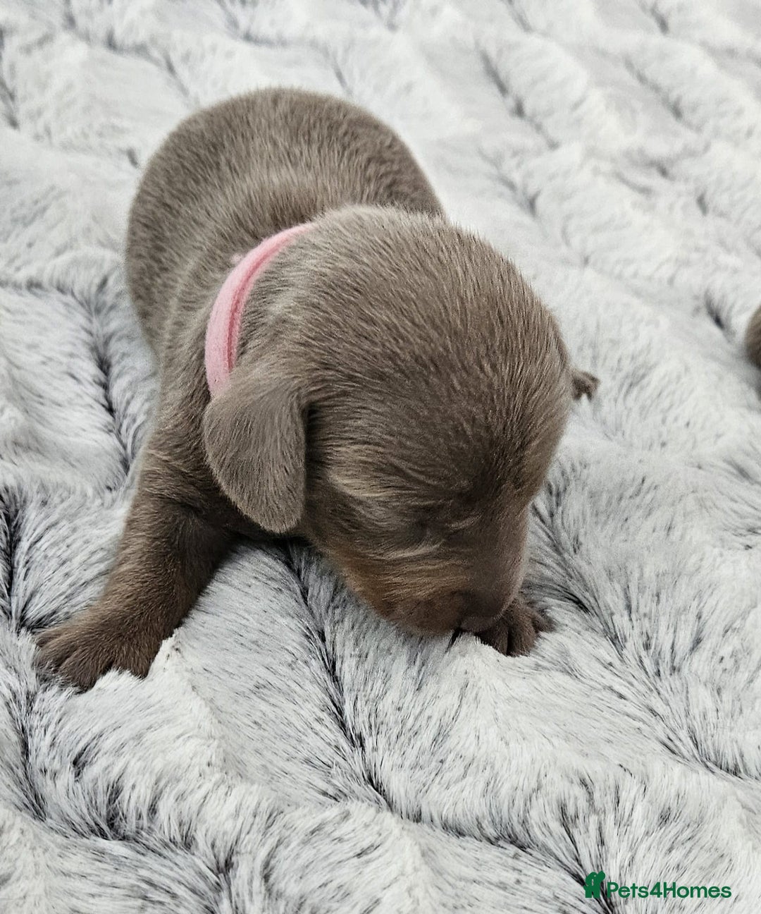 Miniature Dachshund dogs for sale: Isabella and tan miniature dachshunds - Image 5