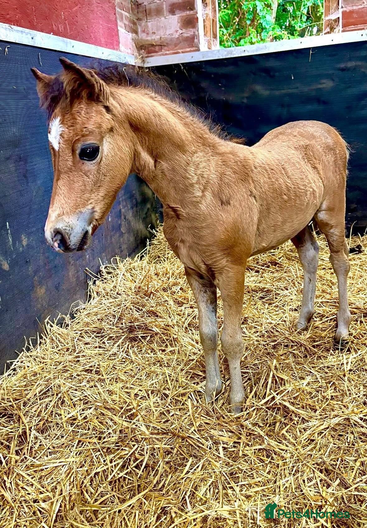 Miniature horses American Miniature Colt - Advert 16