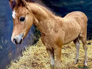 Miniature horses American Miniature Colt - Advert 16