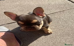 French Bulldog dogs for sale: French bulldog puppy  - Image 6