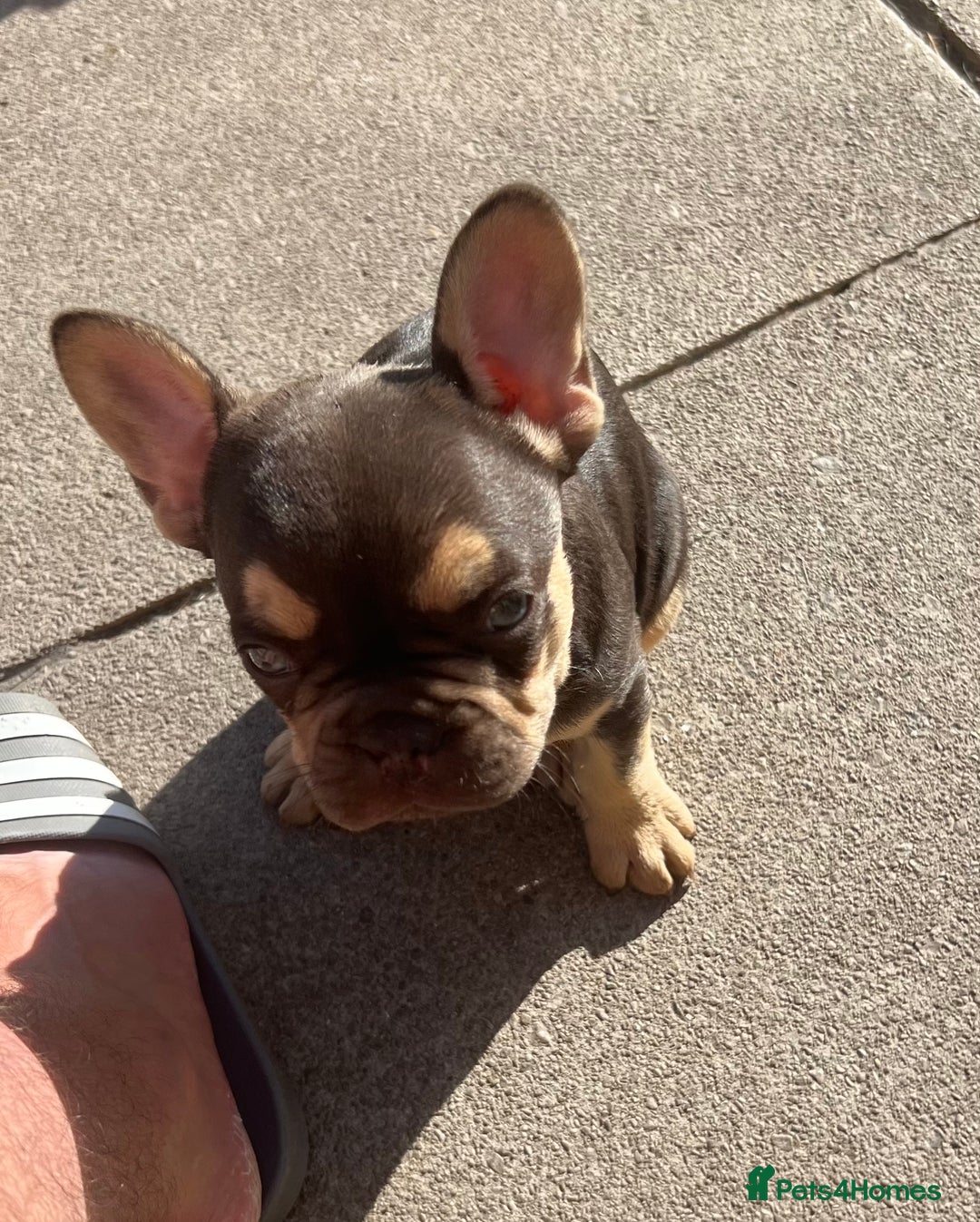 French Bulldog dogs for sale: French bulldog puppy  - Image 6