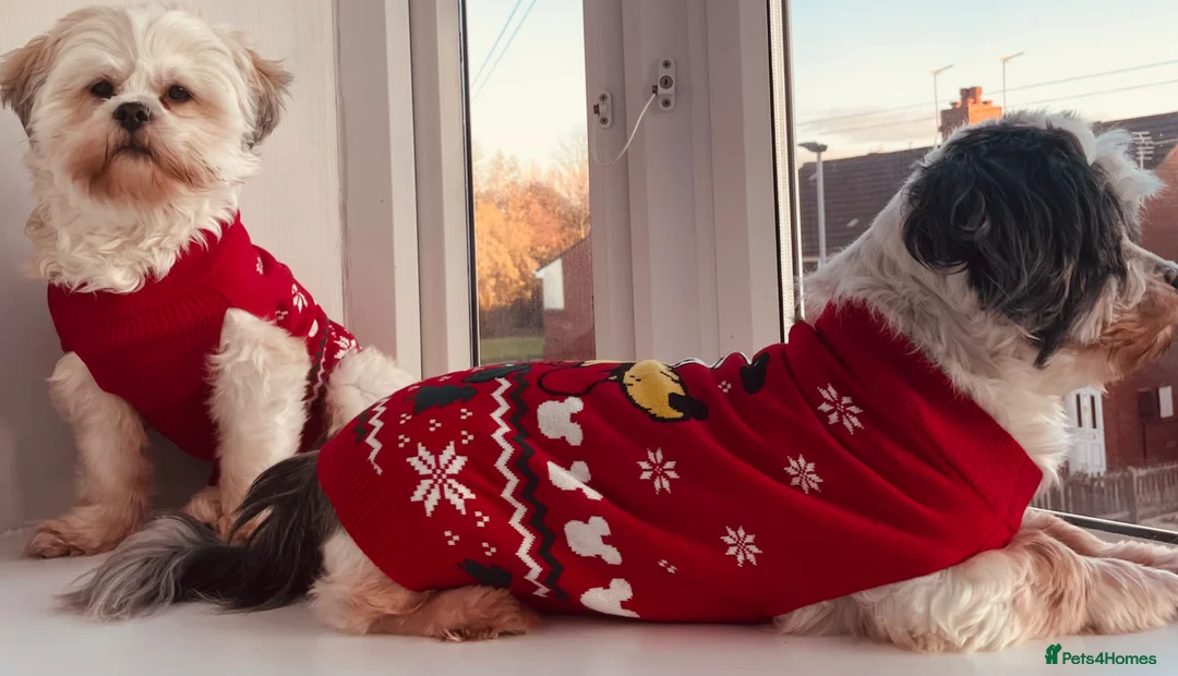 Lhasa Apso dogs for sale: female lhasa apso  - Advert 2