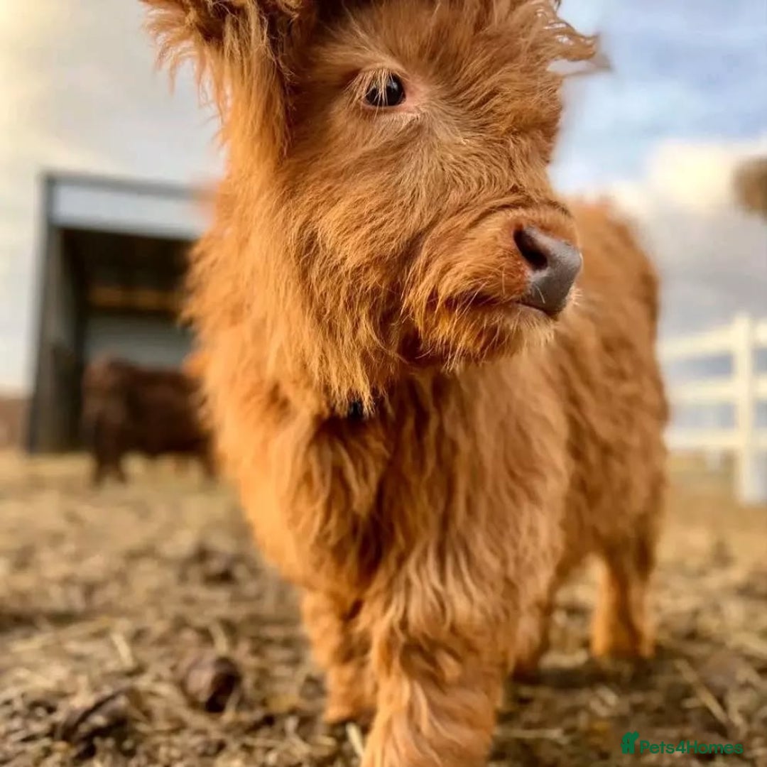 Cows & Bulls livestock for sale: Gentle Highland Beauties – Two Heifers Available - Image 1