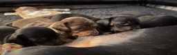 Miniature Dachshund dogs for sale: Stunning Miniature Dachshunds - Advert 8