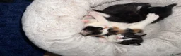 Mixed Breed cats for sale: Looking for forever home - Advert 4