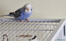 Budgerigars birds for sale: Violet Opaline Budgie - Image 4