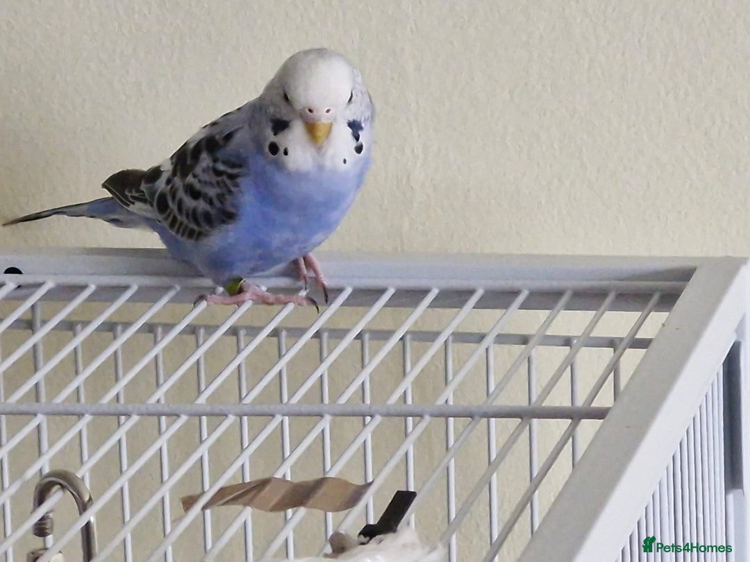 Budgerigars birds for sale: Violet Opaline Budgie - Image 4