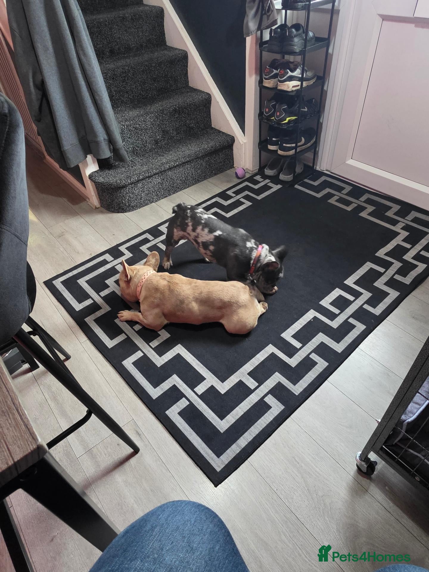 French Bulldog dogs Male frenchie  - Advert 7