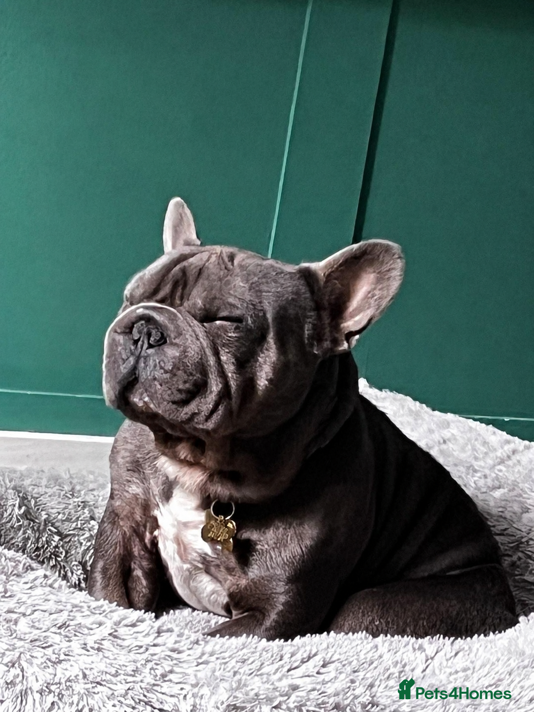 French Bulldog dogs  Loving French Bulldog  - Advert 14