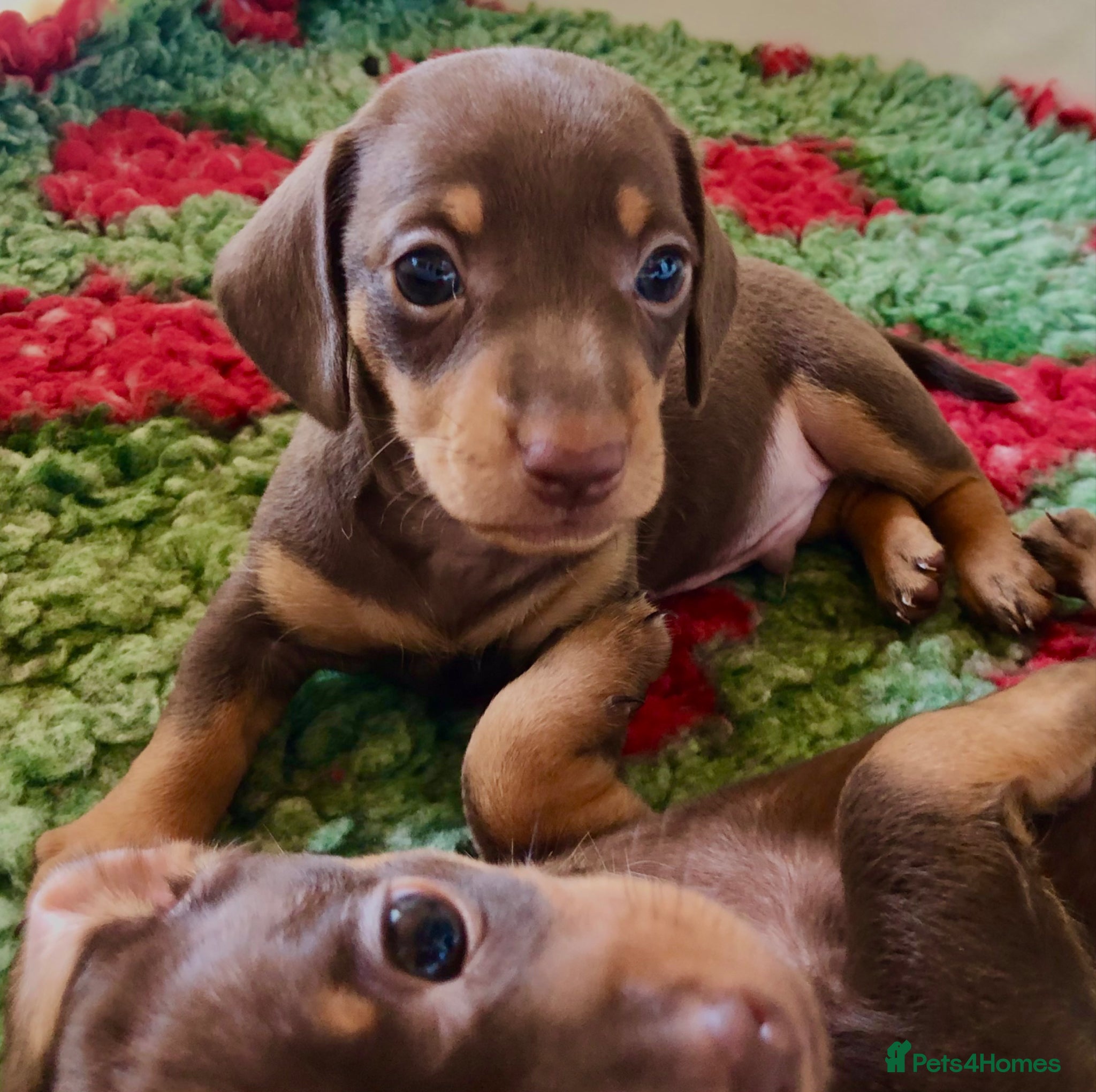 Miniature Dachshund dogs Choc dapple and Choc & tan. Kc reg. PRA Clear - Advert 1