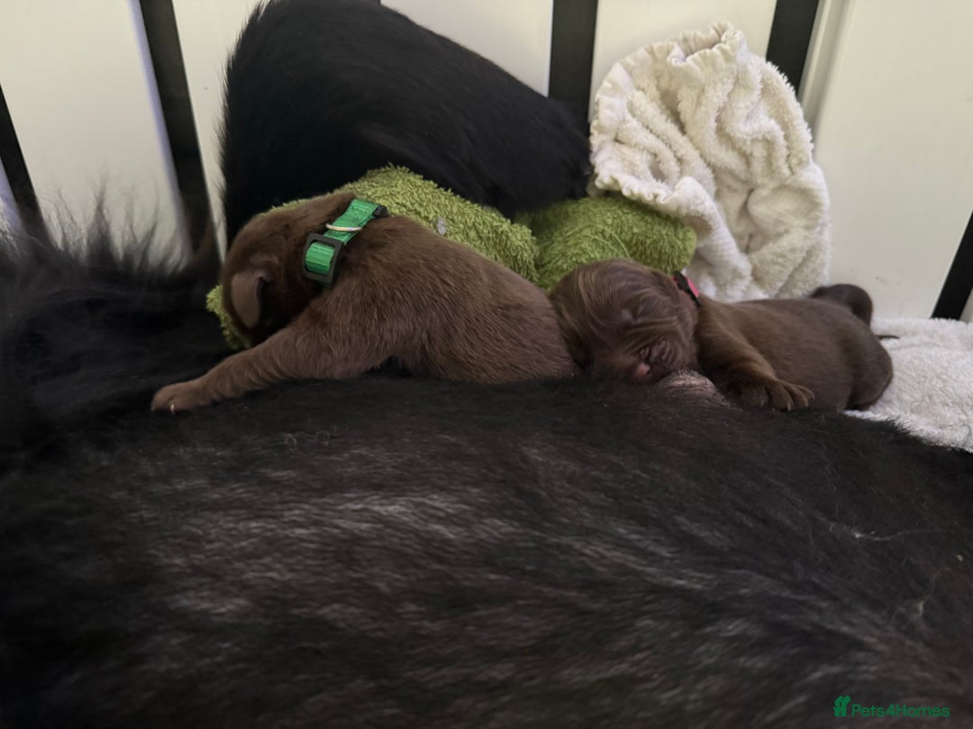 Newfoundland dogs for sale: KC registered Newfoundland Puppies. Health tested - Image 15