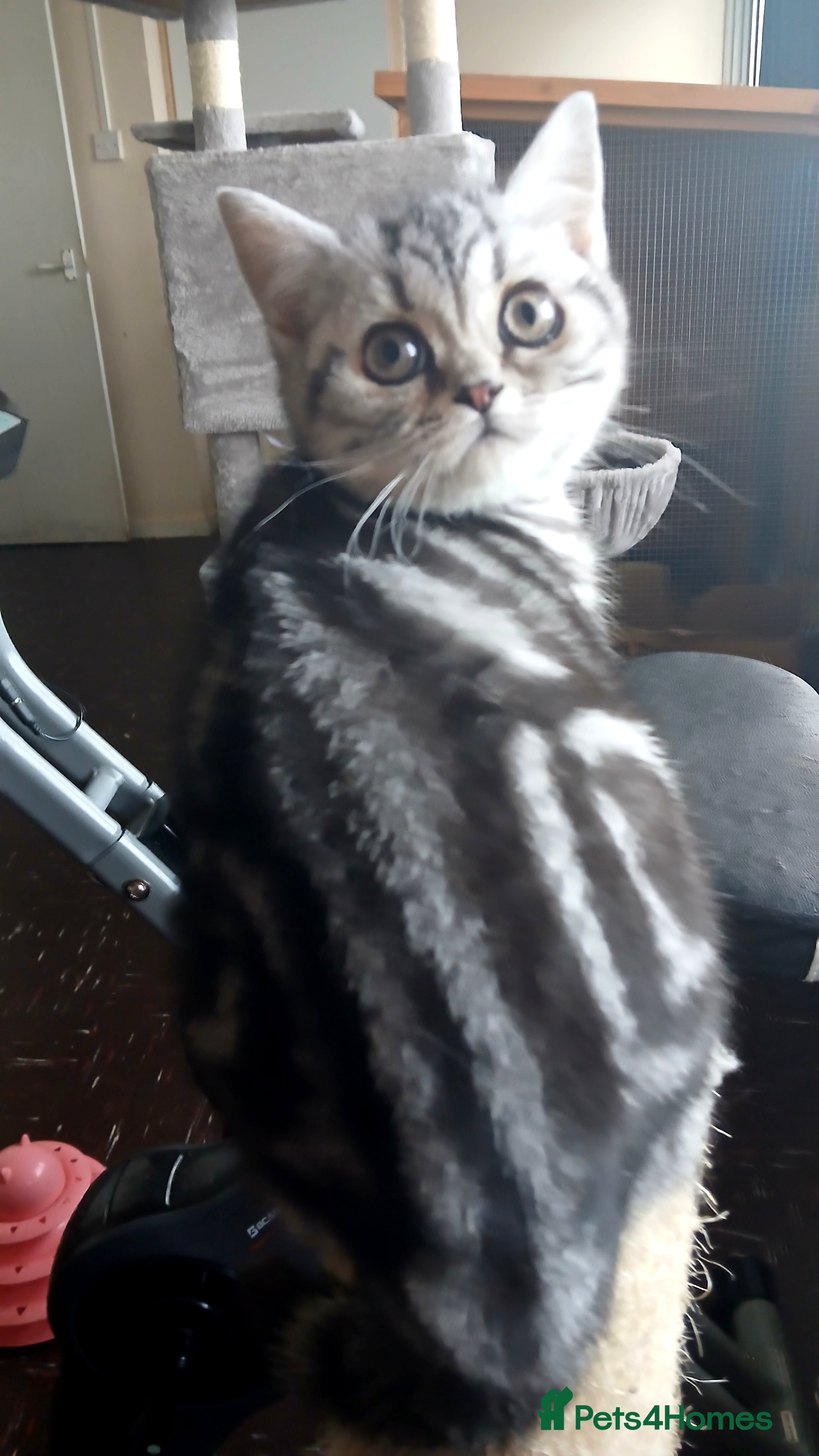 British Shorthair cats  Bsh.Silver Classic Tabby. GCCF - Advert 15