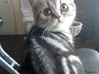 British Shorthair cats Bsh.Silver Classic Tabby. GCCF - Advert 15