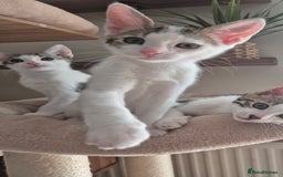 Bengal cats for sale: Male bengal cross kittens - Image 12