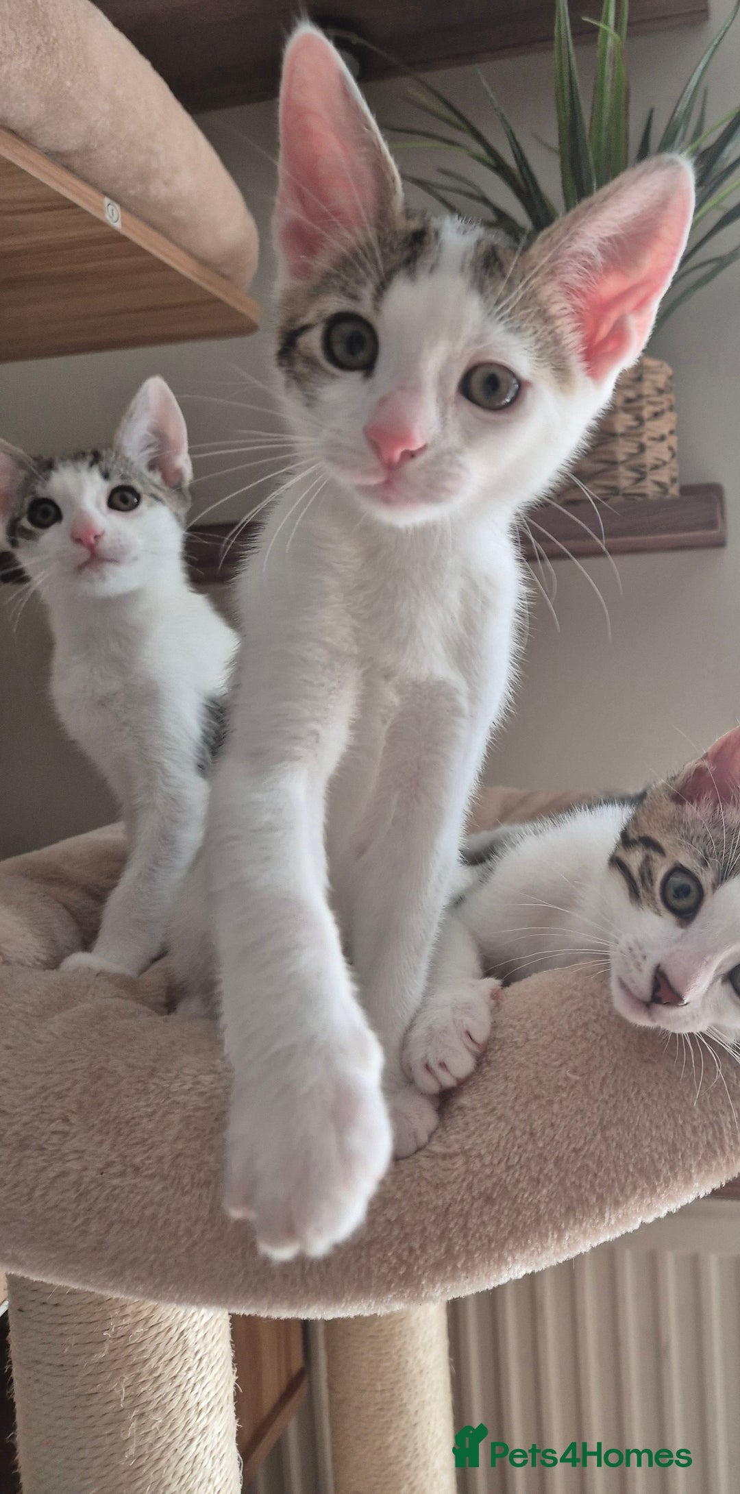 Bengal cats for sale: Male bengal cross kittens - Image 12