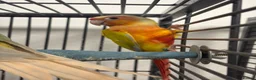 Conures birds for sale: Hand Reared Various Baby Conures  - Advert 2
