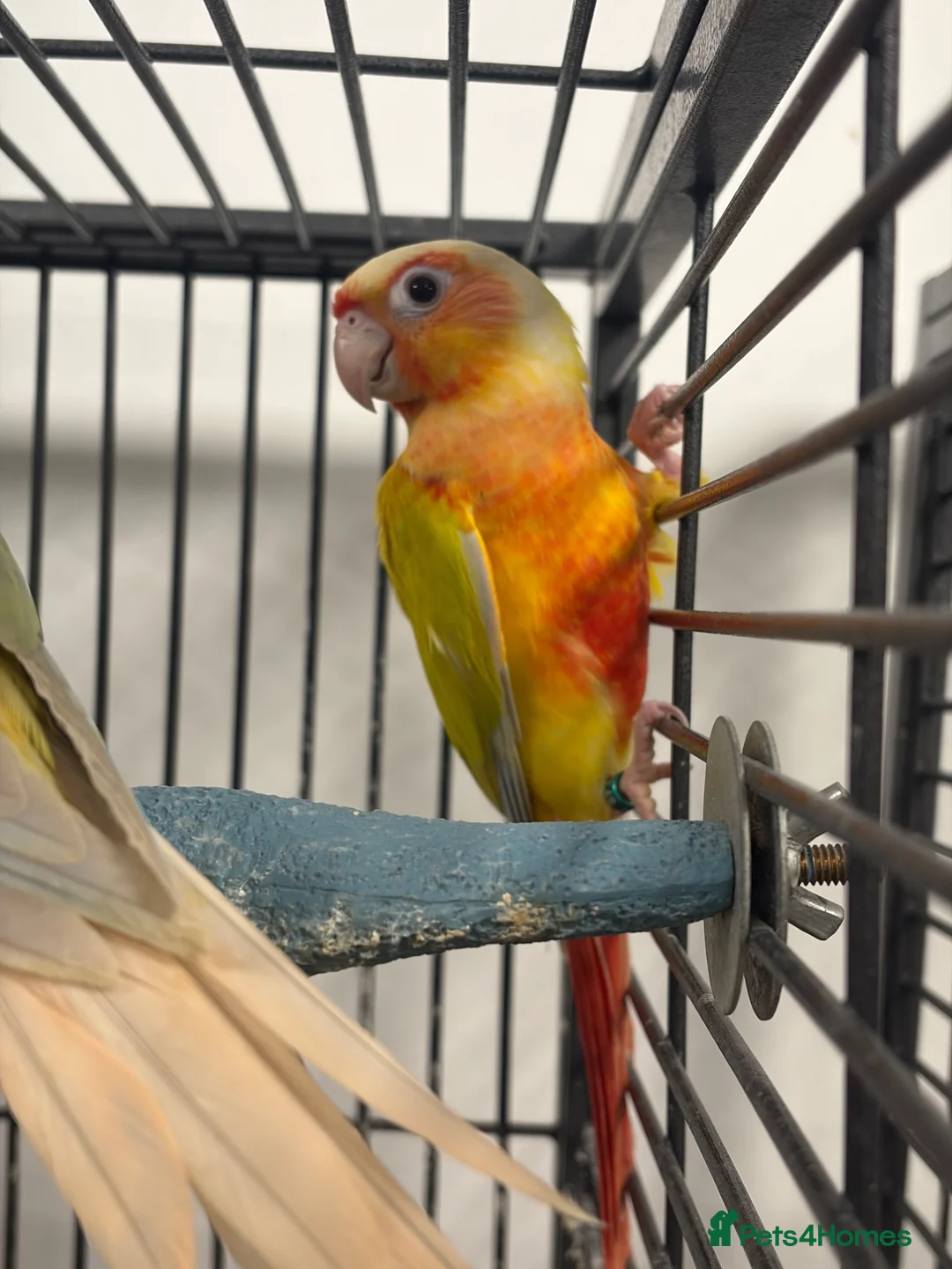 Conures birds for sale: Hand Reared Various Baby Conures  - Advert 2