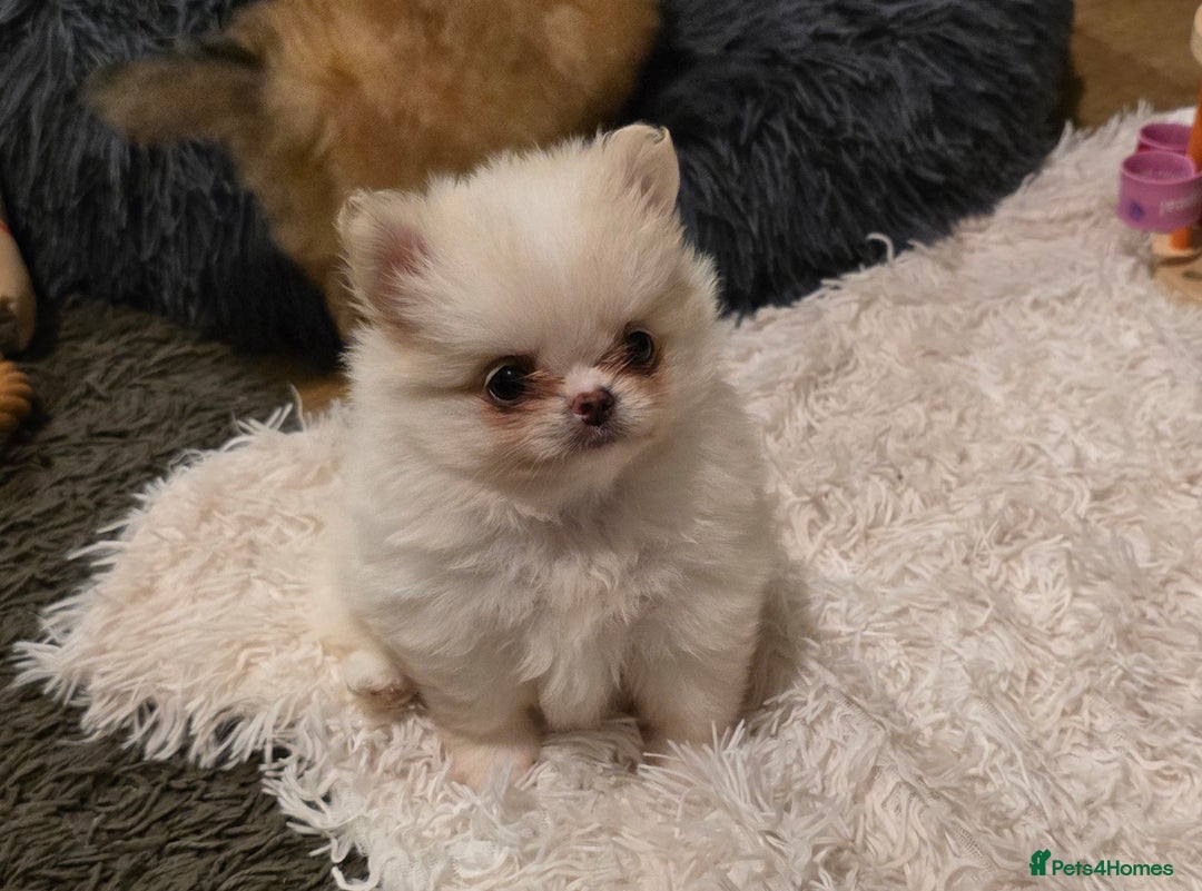 Pomchi dogs for sale: Xx Gorgeous pomchi puppies Xx - Advert 13