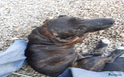 Mixed Breed dogs for sale: Staffi  - Image 2
