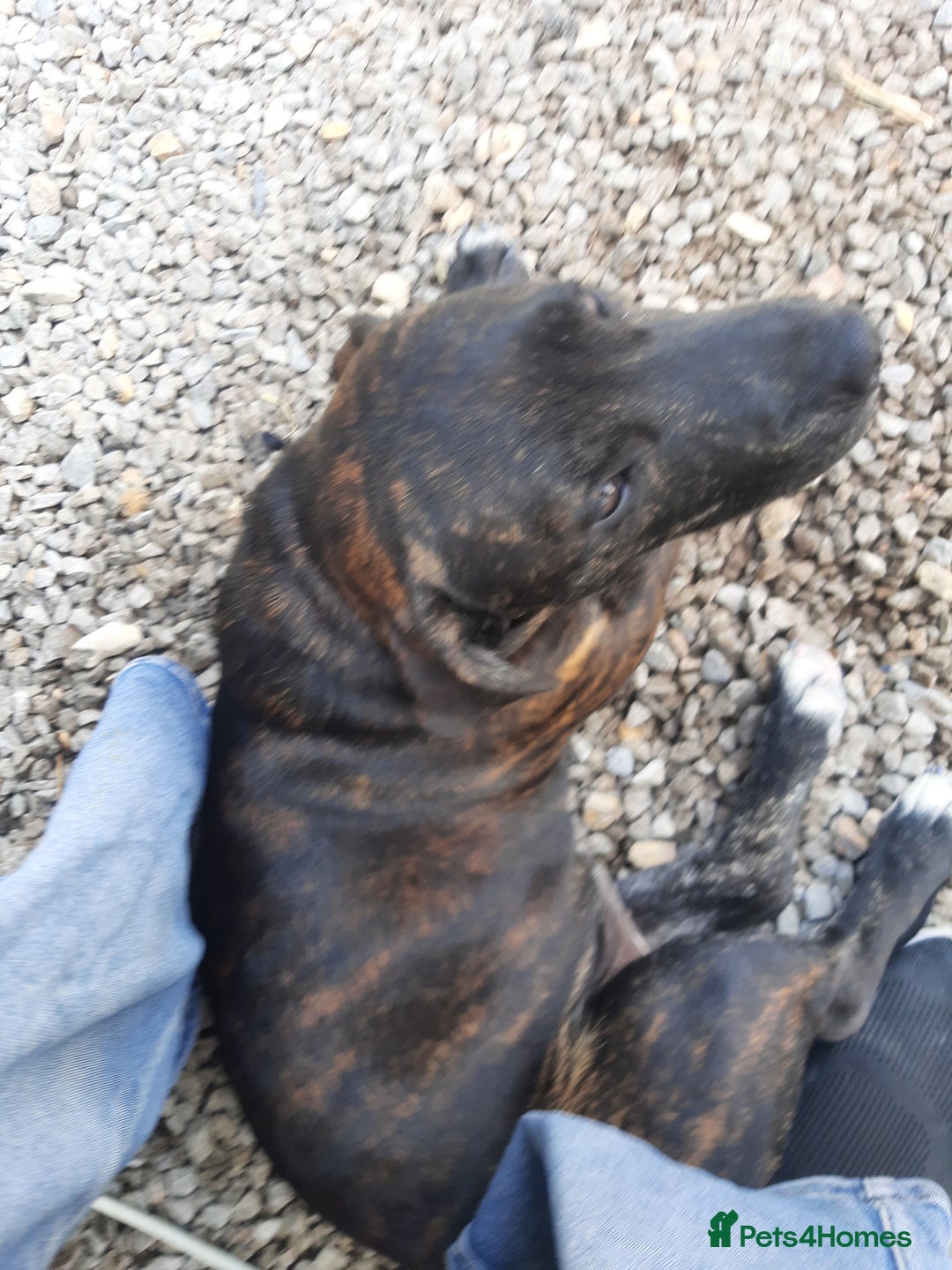 Mixed Breed dogs for sale: Staffi  - Image 2