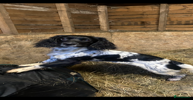 English Springer Spaniel dogs - Advert 1