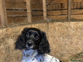 English Springer Spaniel dogs - Advert 7