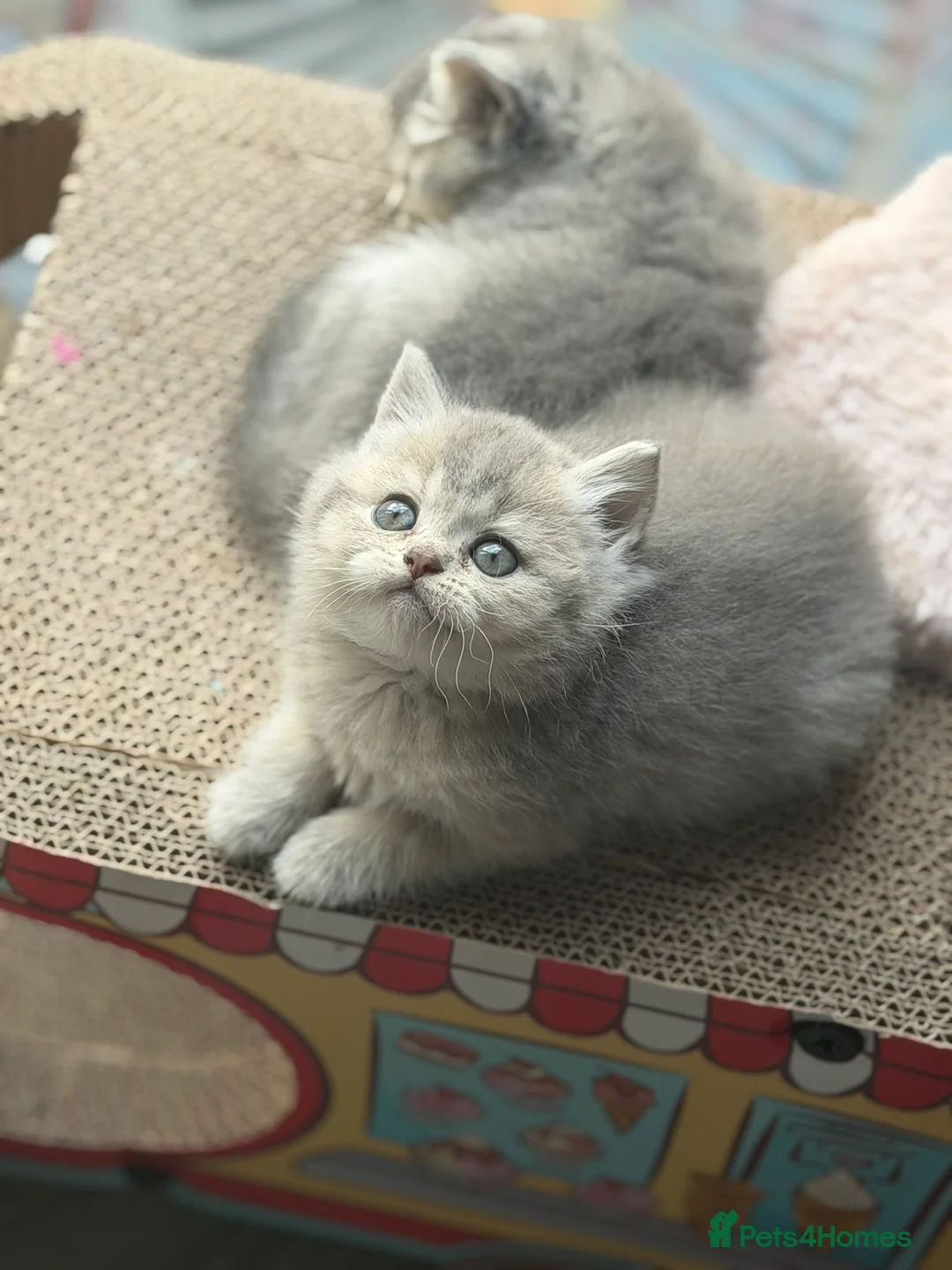 British Shorthair cats for sale: British shorthair kittens ❤️ - Advert 2