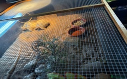 Tortoise reptiles for sale: 2x Horsefield tortoises and full set up.  - Advert 4