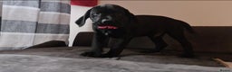 Cane Corso dogs for sale: READY TO LEAVE! OUTSTANDING CANE CORSO PUPPIES! - Advert 13