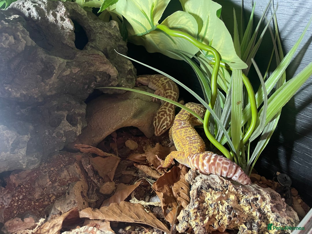 Leopard Gecko reptiles for sale: 2 Female Leopard Geckos (4 years old) – Full Setup - Advert 17