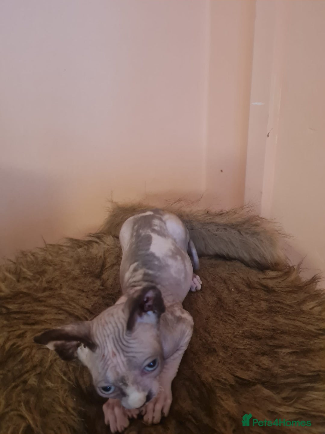 Sphynx cats for sale: Sphynx girl kitten for sale - Image 2