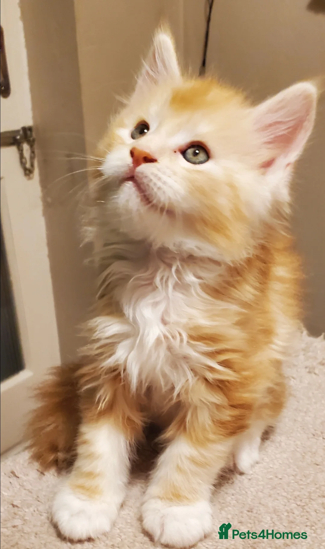 Maine Coon cats for sale: GOURGEOUS XXL MAINE COON KITTENS!!! - Advert 12