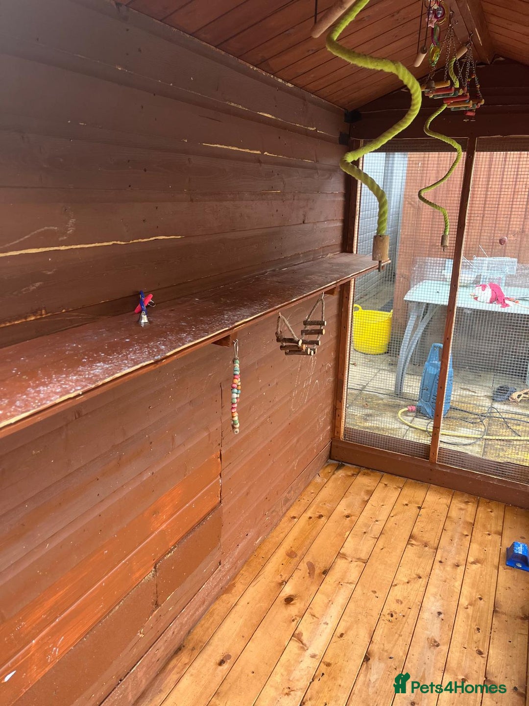 Budgerigars birds for sale: Budgies with an Aviary available. - Image 9