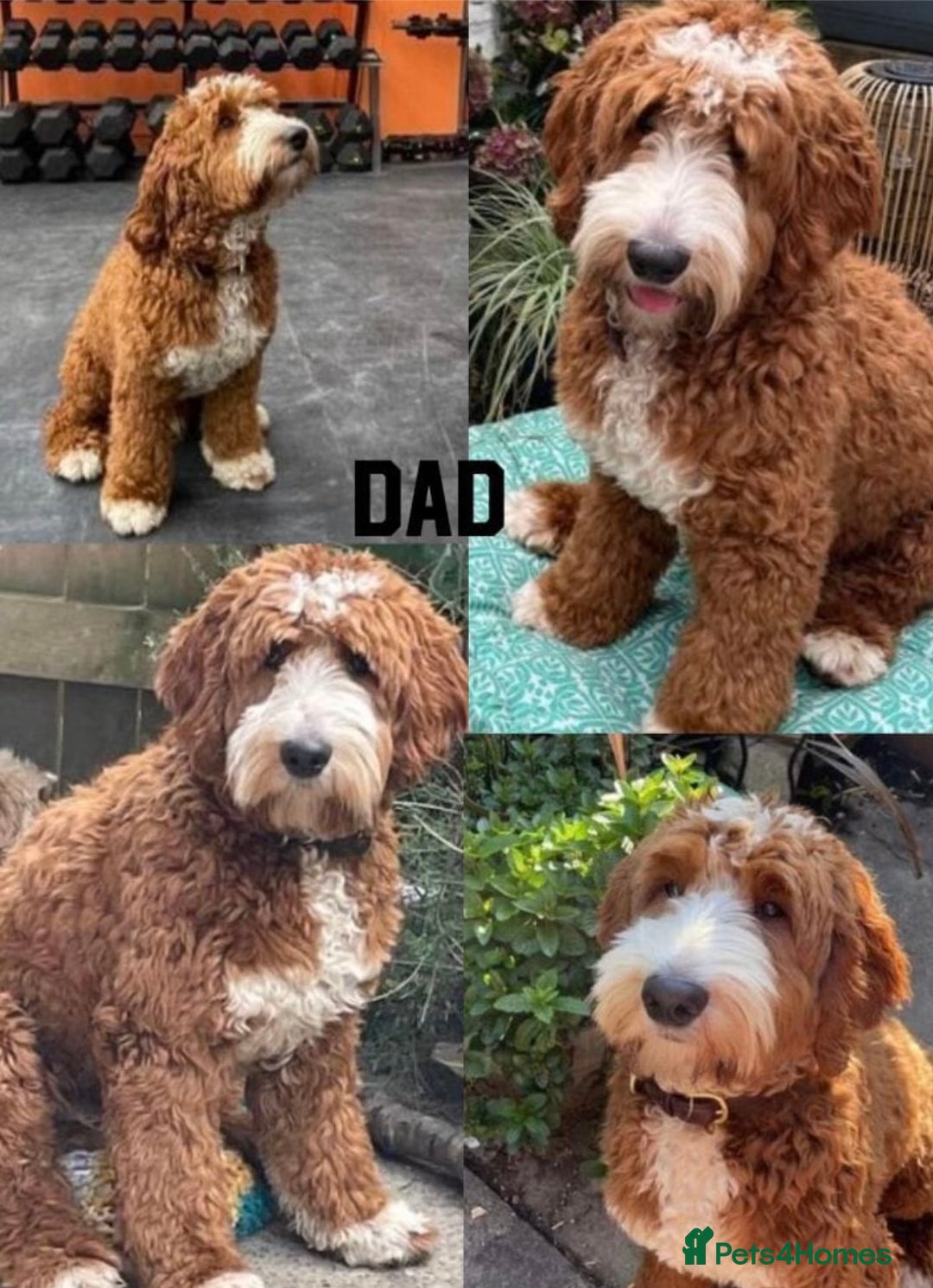 Australian Labradoodle dogs for sale: Exceptionally bred for Health! Temperament! Looks! - Advert 2
