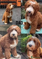 Australian Labradoodle dogs Exceptionally bred for Health! Temperament! Looks! - Advert 3
