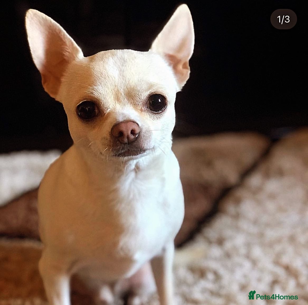Chihuahua dogs FOR STUD ONLY - Advert 2