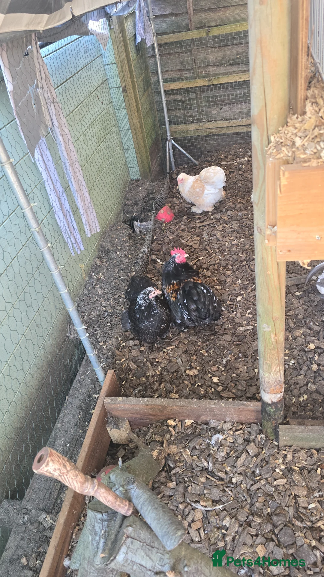 Chickens poultry for sale: Malaysian serama & pekin bantams. - Advert 2