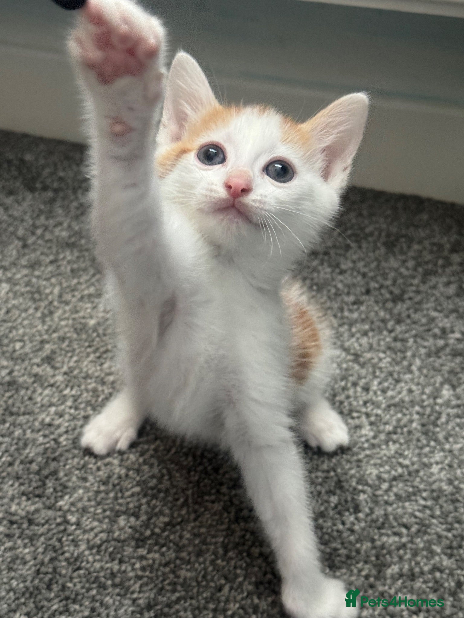 Mixed Breed cats 3 kittens  - Advert 20