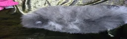 Pomeranian dogs for sale: Merle chocolate blue beaver blue eye puppies - Advert 11