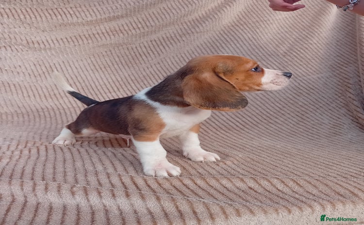 Beagle dogs - Advert 1