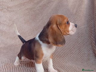 Beagle dogs - Advert 25