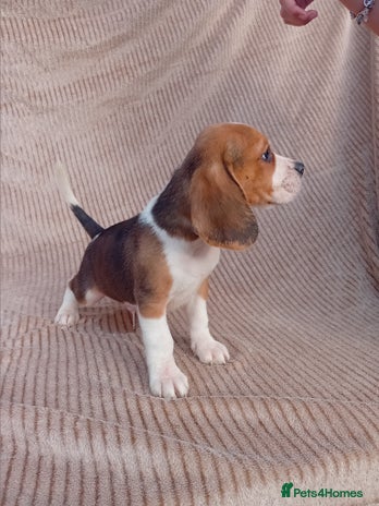 Beagle dogs - Advert 5