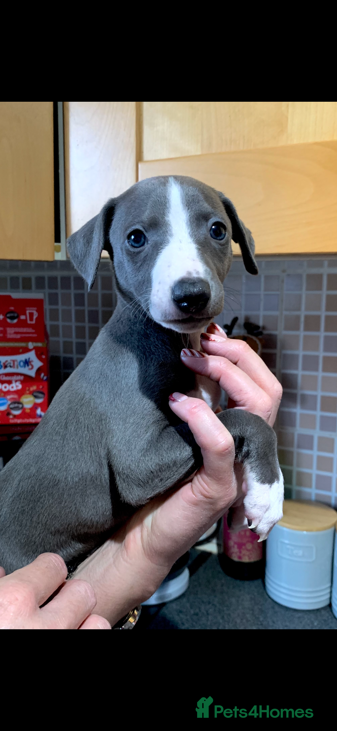 Whippet dogs Blue Kennel Club Registered Whippet puppies  - Advert 2