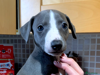 Whippet dogs Blue Kennel Club Registered Whippet puppies - Advert 12