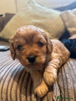 Cavapoo dogs - Advert 8