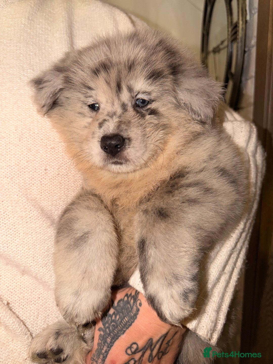 Mixed Breed dogs for sale: 🧸CHOW SHEPHERDS🧸 little bears ready now! - Advert 14