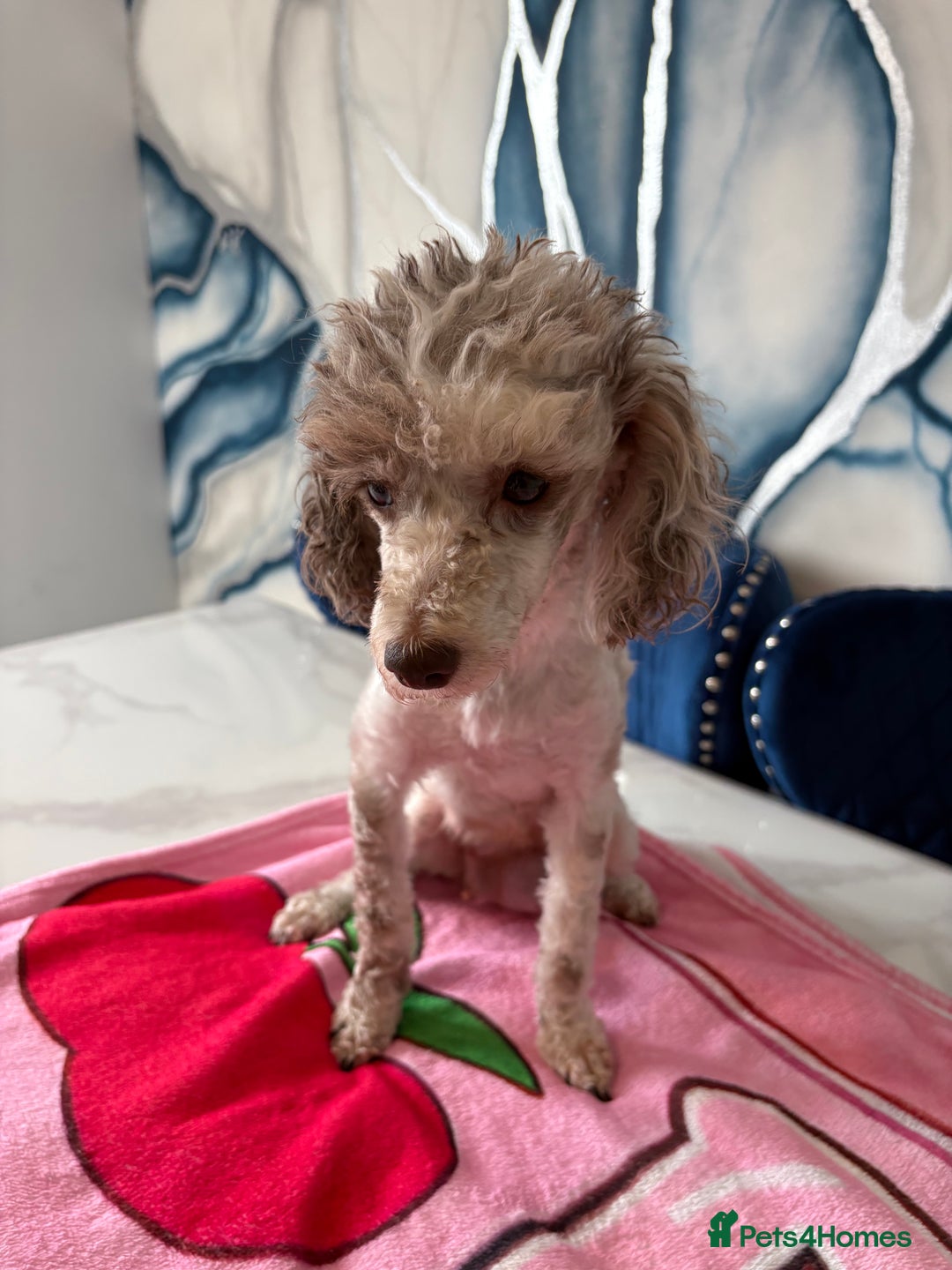 Toy Poodle dogs for sale: 1 Male & 1 Female Toy Poodle - Image 18